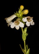 Penstemon deustus 19-4929